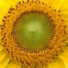 sunflower from the sunflower maze Amsterdam