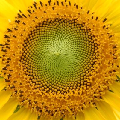 sunflower from the sunflower maze Amsterdam