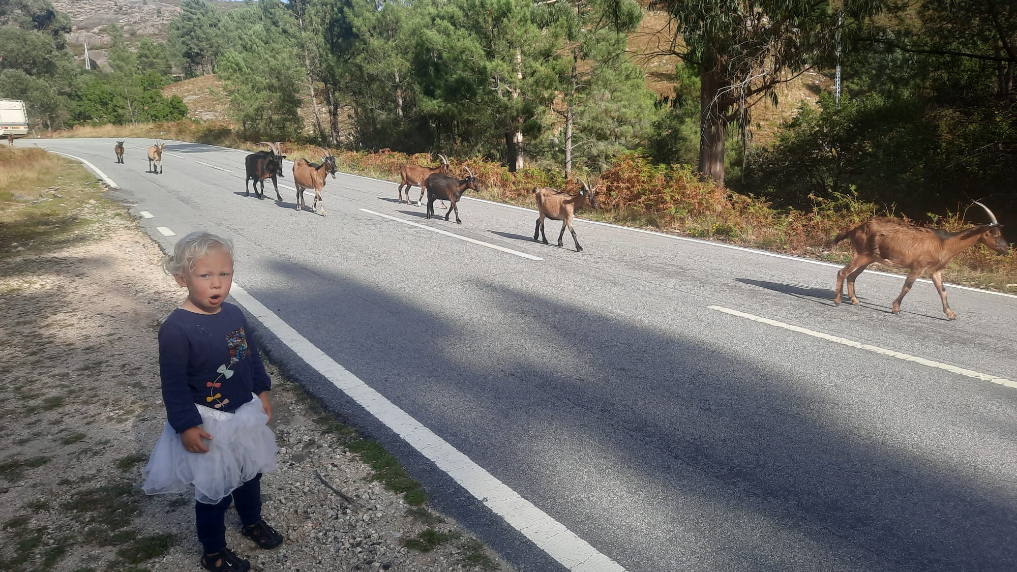 kudde geiten die langs de weg loopt terwijl Ylva ze toekijkt.