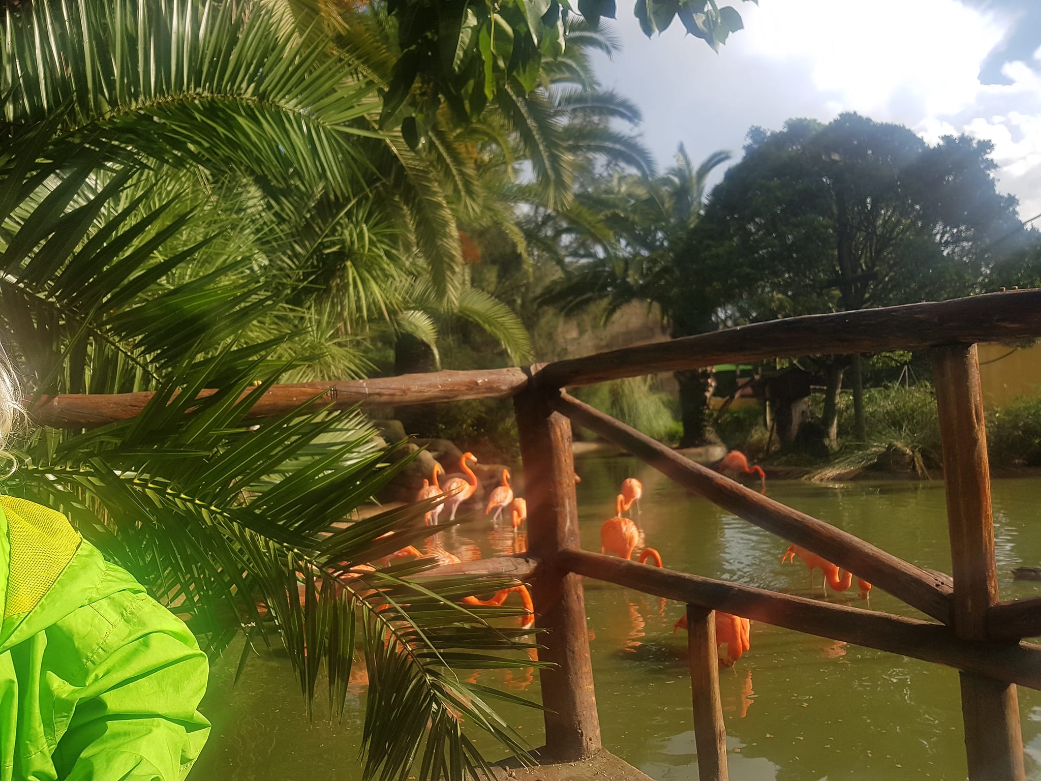 Flamingo in Lagos Zoo